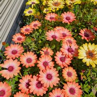 オステオスペルマム,鉢植え,明るい日陰,プランター,ガーデニング初心者の画像