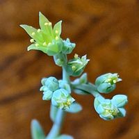 ダドレア グリーニー,ダドレア グリーニー,ダドレア グリーニー,多肉植物,リメ鉢の画像