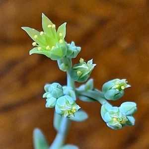 ダドレア グリーニー,ダドレア グリーニー,ダドレア グリーニー,多肉植物,リメ鉢の画像