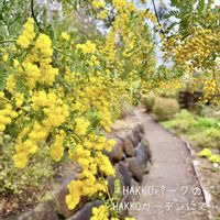 ジューンベリー,ジューンベリー,ブルーベリー,ブルーベリー,マーガレットの画像