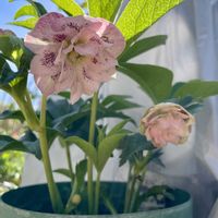 オーニソガラム,クリスマスローズ,シャガ,プリンセチア,ローダンセマム リルピンクの画像