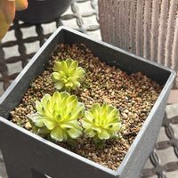 ツメレンゲ,爪蓮華,成長記録の画像