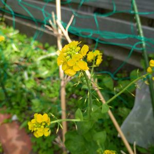 菜の花,小松菜の花,季節の花,お隣の庭,フェンスの画像