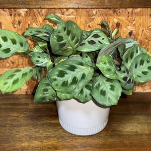 マランタ・ケルコビアナ,マランタ　ケルコビアナ　斑入り,観葉植物,ハイドロカルチャー,植え替えの画像