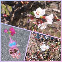 ユスラウメ,ユスラウメ,ユスラウメ,デコ･木靴,金曜キラキラの画像