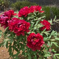 ソテツ,ソテツ,ボタン,牡丹春の粧,今日のお花の画像