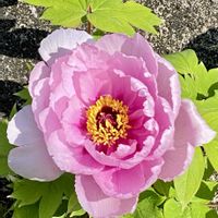 ボタン,牡丹の蕾,ボタンの蕾,牡丹のお花,ボタンの冬芽の画像