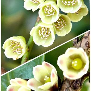 タブノキ,オオバヤシャブシ雌花,オオバヤシャブシ雄花,アオキ雄花,アオキ雌花の画像