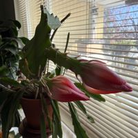 クジャクサボテンの画像