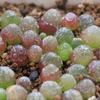 メセン,コノフィツム属,タニラー,その他部屋の画像