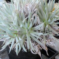 ダドレア,タニラー,ダドレア属,その他部屋の画像