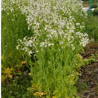 大根,世界平和,被災地にエールを…。,ウォーキングイベント,こんな時こそ花をの画像