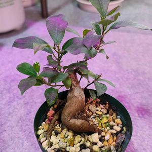 ガジュマル,ガジュマル,ガジュマル,観葉植物,ガーデニングの画像