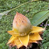 チユウキンレン,ハス,金色,蓮 ハス,金曜日の蕾たちの画像