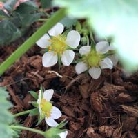 イチゴ,宝交早生（ほうこうわせ）,プランター菜園の画像