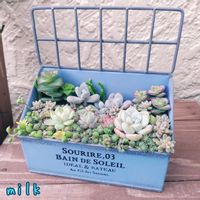 ブロウメアナ,姫秋麗,星の王子,星の王子,パリダムの画像