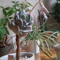 星美人,ムッチリぷくぷくの日,金曜日の蕾たち,窓辺の画像