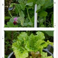 サニーレタス,サンチェの画像