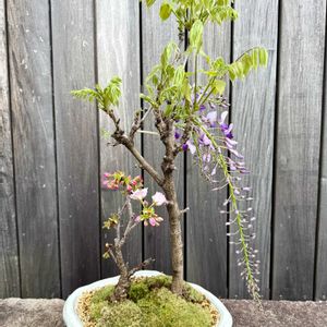 フジ,盆栽,緑のある暮らし,さくら 桜 サクラ,忘備録の画像