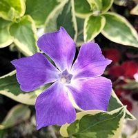 ツルニチニチソウの画像