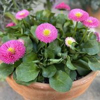 デージー,可愛い,ピンクの花,花のある暮らし,お花大好き♡の画像