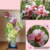 シンビジウム,株分け,花のある暮らし,いただきもの,ベランダ育ちの画像