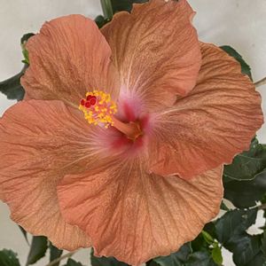 ハイビスカス,ハイビスカス　ハニーブラウン,ハイビスカス　ケイト,ハイビスカス　エリス,部屋の中の画像