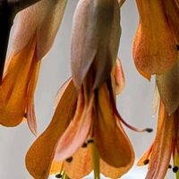 胡蝶の舞,胡蝶の舞,癒される～,おうち園芸,やっと咲きましたぁ〜の画像