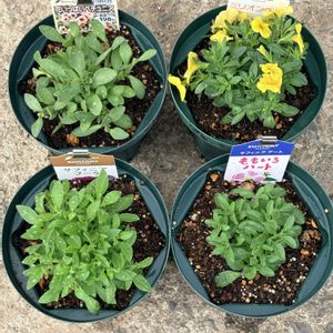 ミリオンベル,サフィニア,サフィニアブーケ,岩手県,サンフラマニアの画像