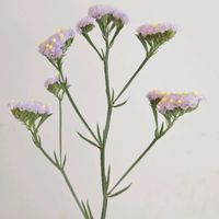 スターチス,スターチス　シースルーブルー,一人一花,一人一花運動@福岡市,ハナノヒの画像