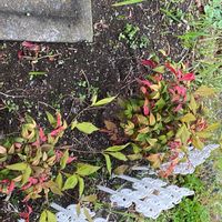 オタフクナンテンの画像