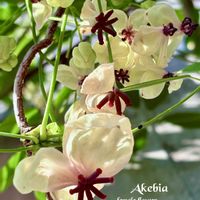 アケビ,ムベ,白花アケビ,散歩道,つる性植物の画像
