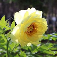 チューリップ,チューリップ,ボタン,ボタン,牡丹の画像