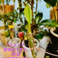 プルメリア,森林浴,熱帯植物,癒しの空間,植物を増やして地球に優しく❤️の画像