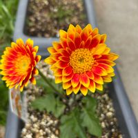 ガーベラ,ガーベラ,ガーベラ,ガーベラ,ガーベラの画像