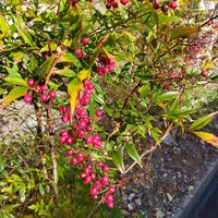 ナンテンの画像