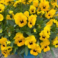 ビオラ,鉢植え,花が好き,無農薬❤家庭菜園,野菜が好きの画像