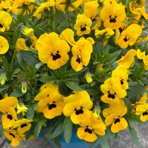 ビオラ,鉢植え,花が好き,無農薬❤家庭菜園,野菜が好きの画像