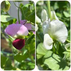 小さな畑,家庭菜園の画像