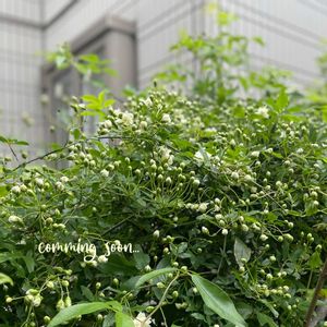 モッコウバラ,白モッコウバラ,ナチュラルガーデン,ジャンクガーデン,シェードガーデンの画像