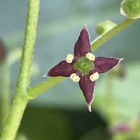 アオキ,山野草,樹木,里山,アオキ科の画像