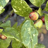 アオキ,花壇,ガーデニング,山野草,樹木の画像