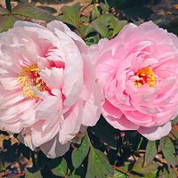 ボタン,華やか,綺麗,かわいい♡,スマホ撮影の画像