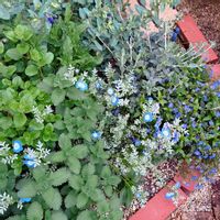 セリンセ・マヨール,ツリージャーマンダー,キャットミント,ネモフィラ,ベロニカの画像