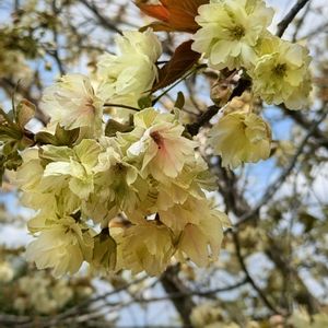 菜の花,御衣黄桜（ギョイコウザクラ）,ハンギングバスケット,あけぼの山農業公園の画像