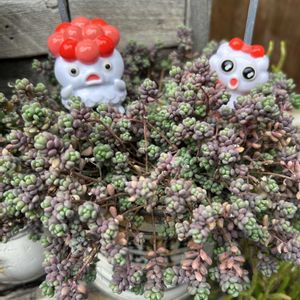 パープルヘイズ,レーマニー,紅葉する多肉,トトの日,繋がりに感謝✨の画像