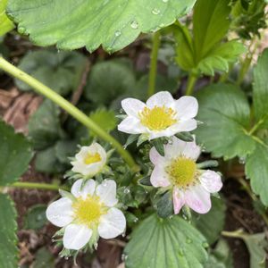 イチゴ,イチゴ,ムラサキハナナ,ムラサキハナナ,4月の画像