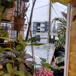 多肉植物,ウラボシ科,ビカクシダ属,食中植物,塊根の画像