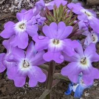 バーベナ,宿根バーベナ,美女桜,ビジョザクラ,散歩の画像