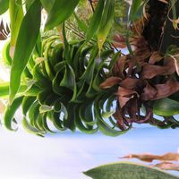 ドラセナ・トルネード,観葉植物,癒し,インテリアグリーン,珍奇植物の画像